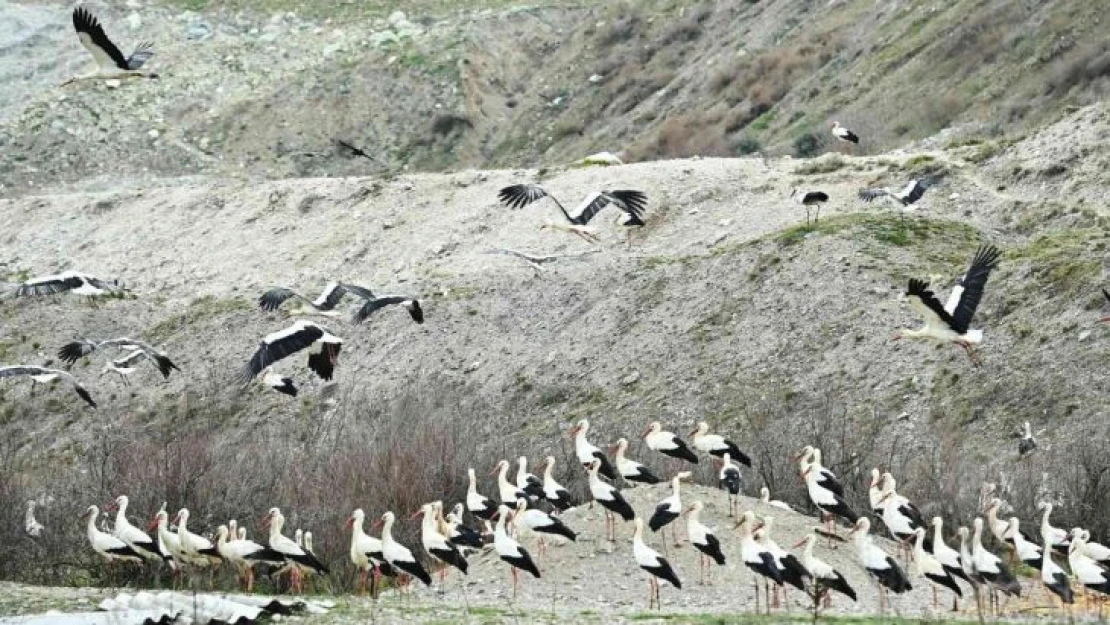 Bigadiç'te leylekler için 'Göç Yolu Acil İniş Pisti' oluşturuldu