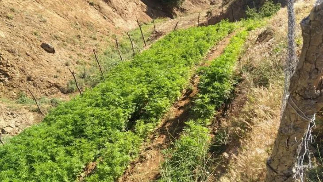 Bingöl'de 21 bin kök kenevir bitkisi ele geçirildi