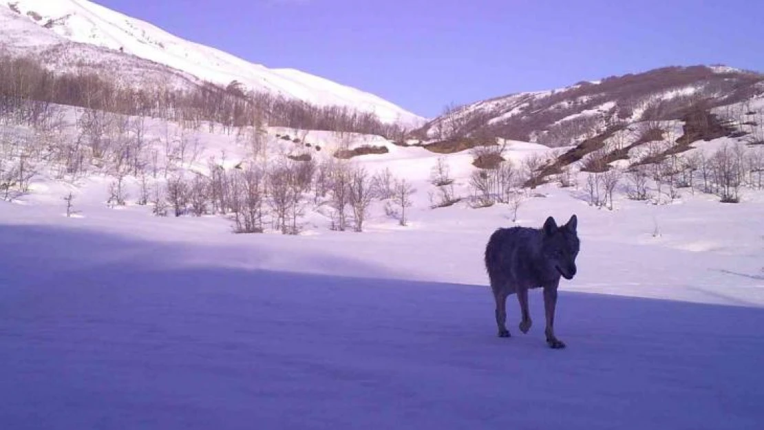 Bingöl'de yaban hayatı fotokapanlara yansıdı