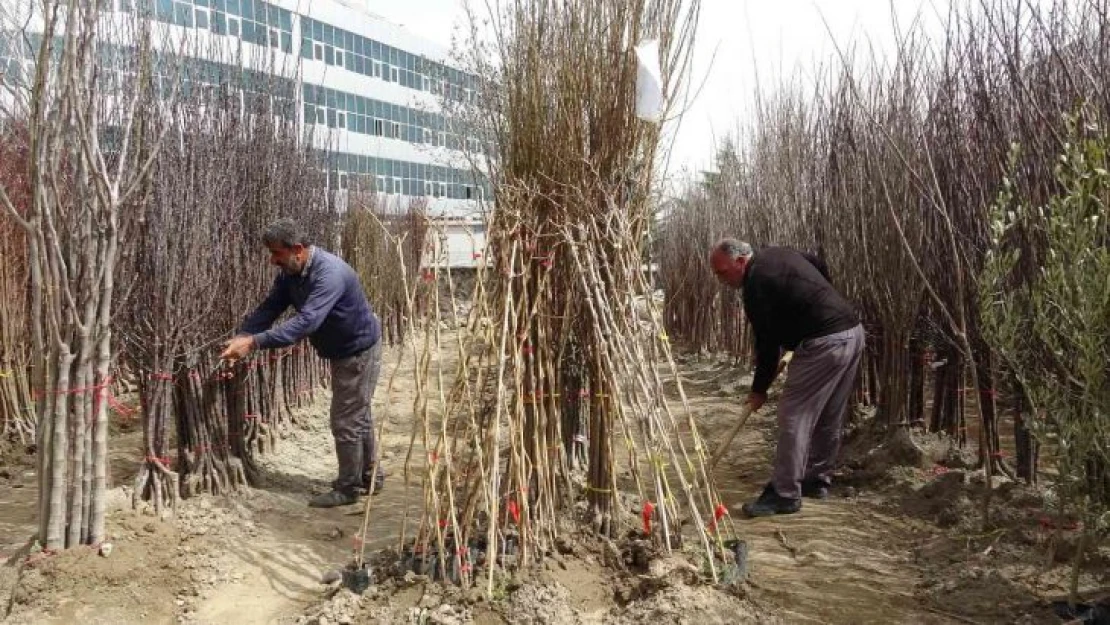 Bingöl'e bahar ayı geç de olsa geldi, fidan satışları başladı