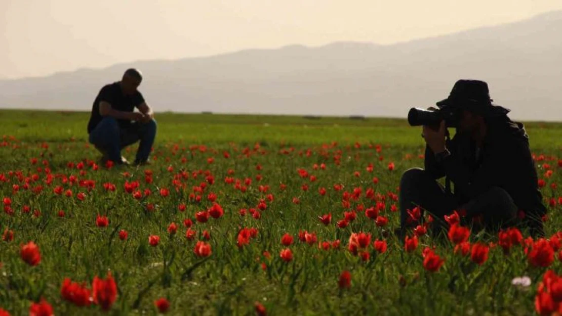 Bingöl ovasını kırmızıya boyayan laleler fotoğrafçıların ilgi odağı oldu