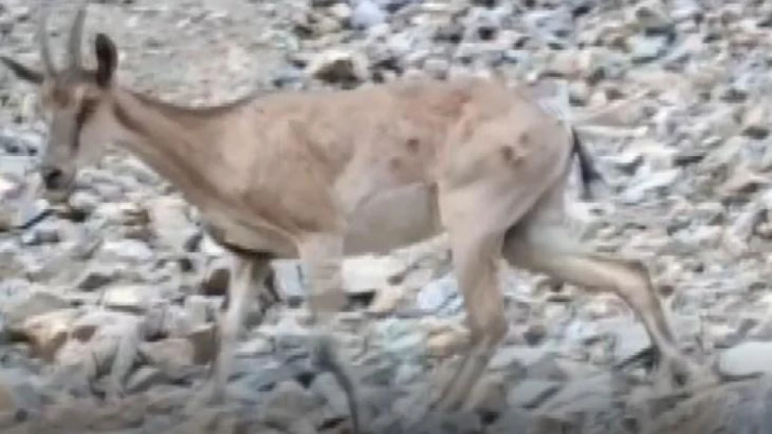 Bir yanda yaban keçileri, bir yanda yüzme keyfi