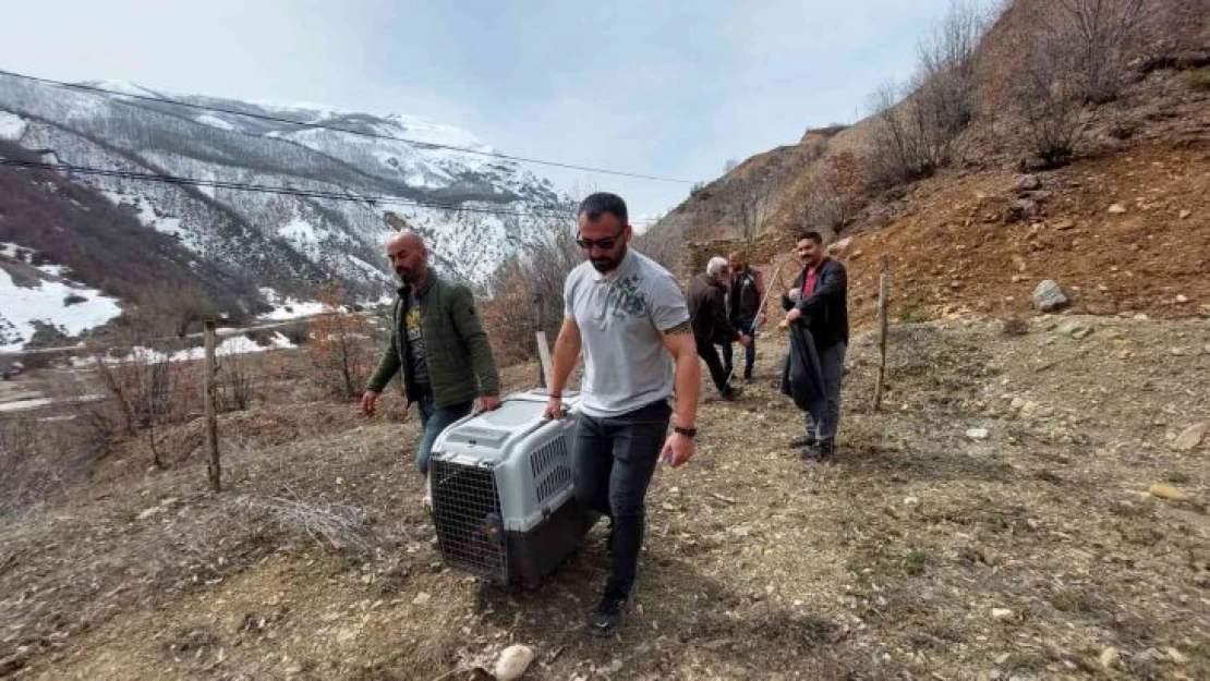 Bitkin vaşak tedavi altına alındı