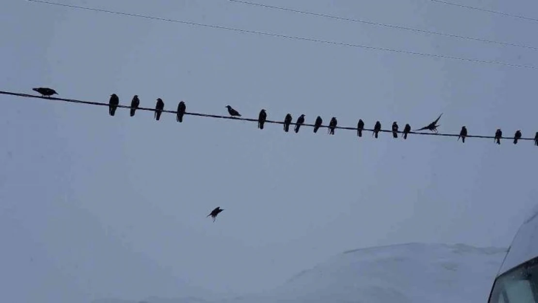 Bitlis'te bu kış 9 metrelik kar yağdı