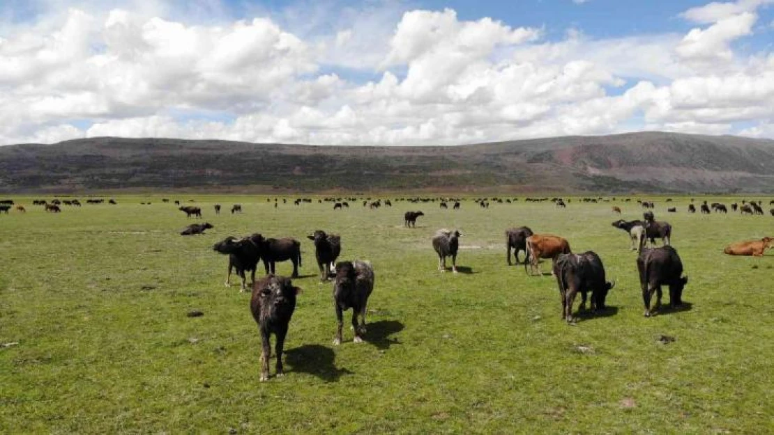 Bitlis'te mandacılık devlet desteğiyle gelişiyor