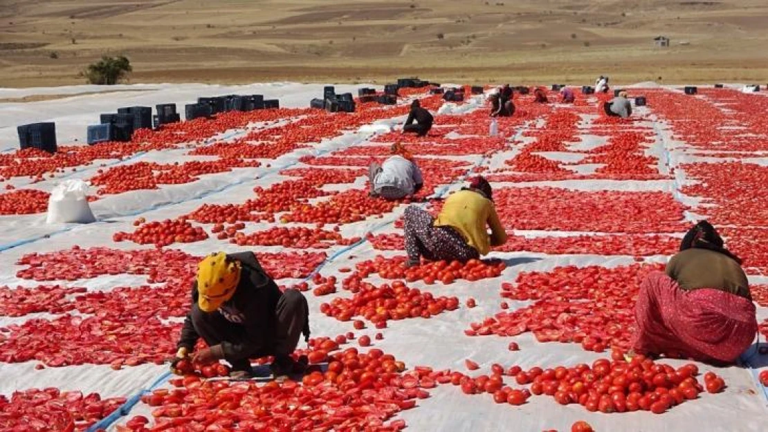 Bitlis'ten Amerika ve Avrupa'ya kurutulmuş domates