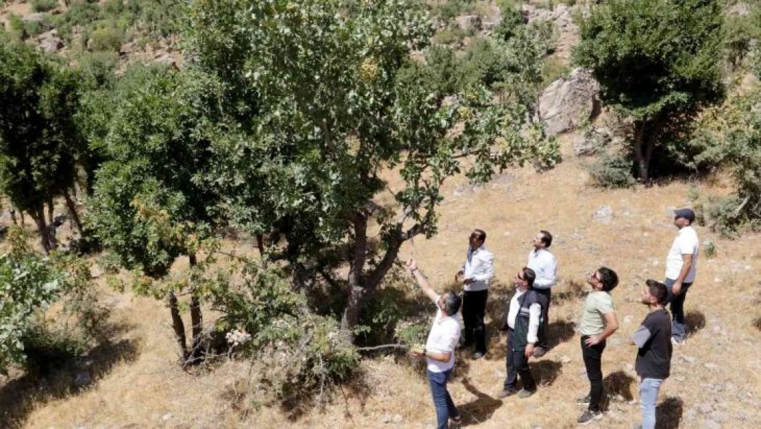 Bıttım ağaçlarına aşılanan fıstık mahallenin geçim kaynağı oluyor