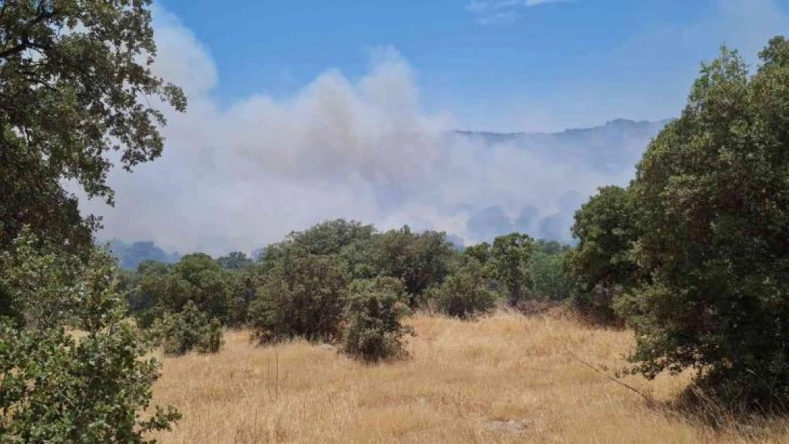 Bodrum'da makilik yangını