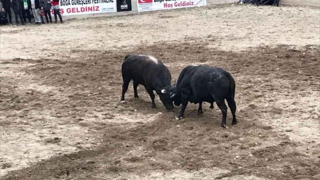 Boğa güreşleri nefes kesti