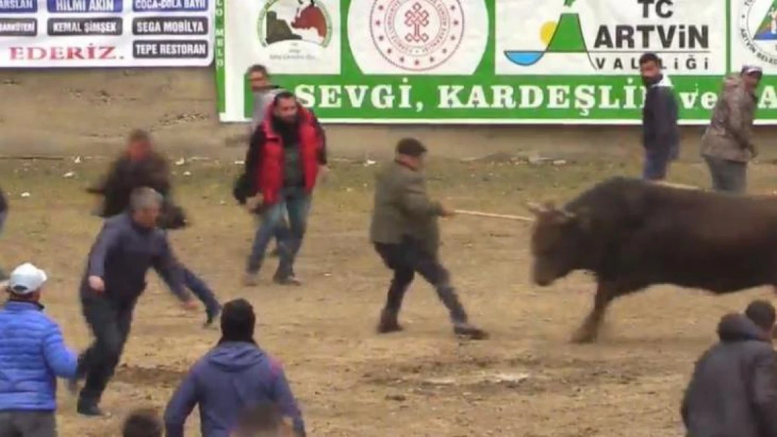 Boğayı aralarına alarak şampiyonluğu kutlamak isterken şampiyon boğanın hışmına uğradılar