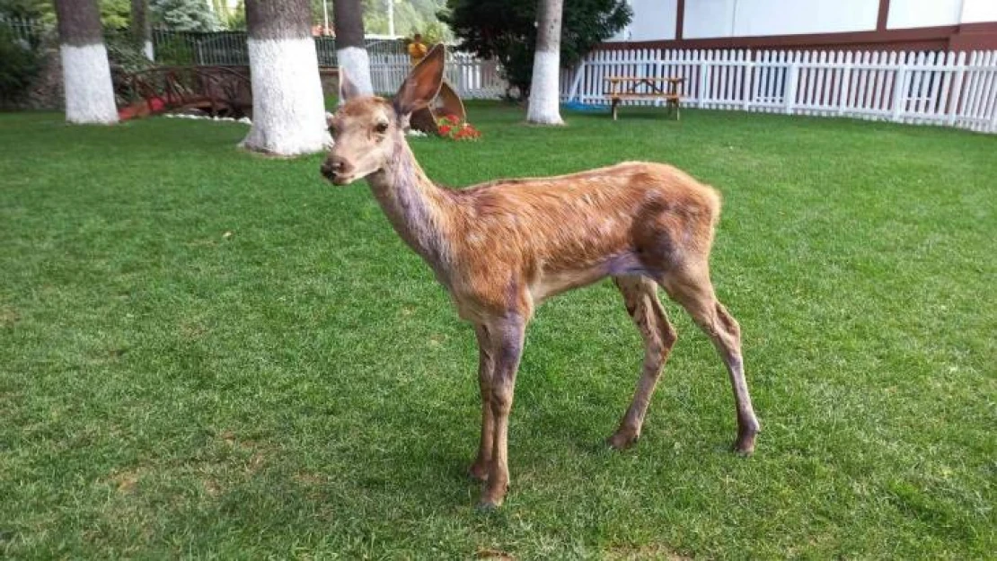 Bolu'da aracın çarptığı yavru alageyik tedavi edilerek doğaya salındı