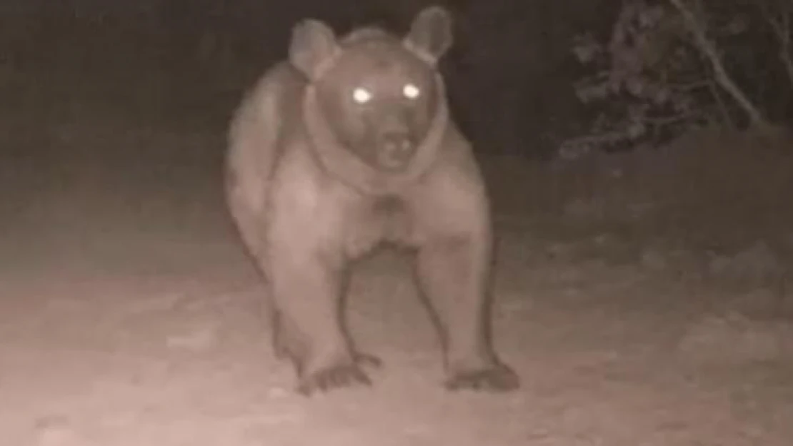 Bozayı, Burdur'da ikinci kez fotokapana yansıdı