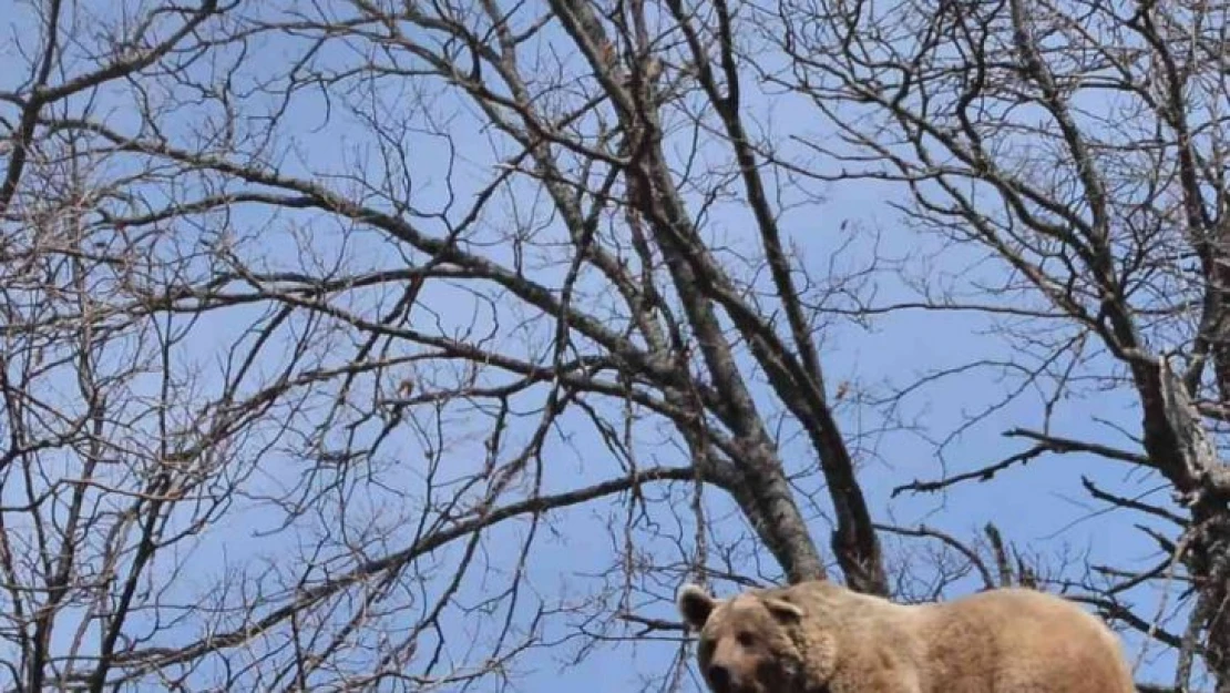 Bozayı doğa fotoğrafçısını 'poz verdi'