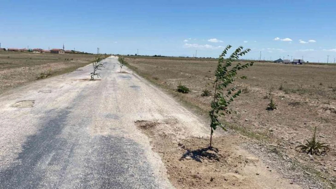 Bozuk yola dikkat çekmek için ağaç diktiler