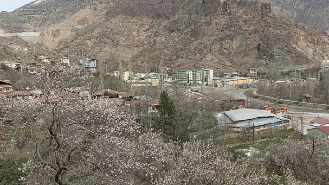 Bu ağaçlar bahara son kez 'Merhaba' dedi