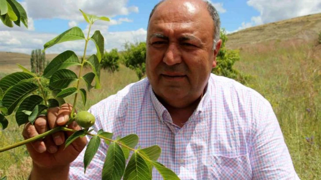 Bu beldede her hanenin bir dikili ağacı var