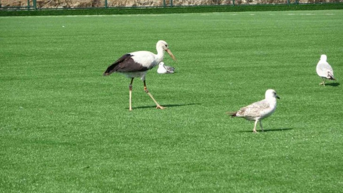 Bu leylek futbol sahasında martıların arasında dinlenmeyi yeğledi