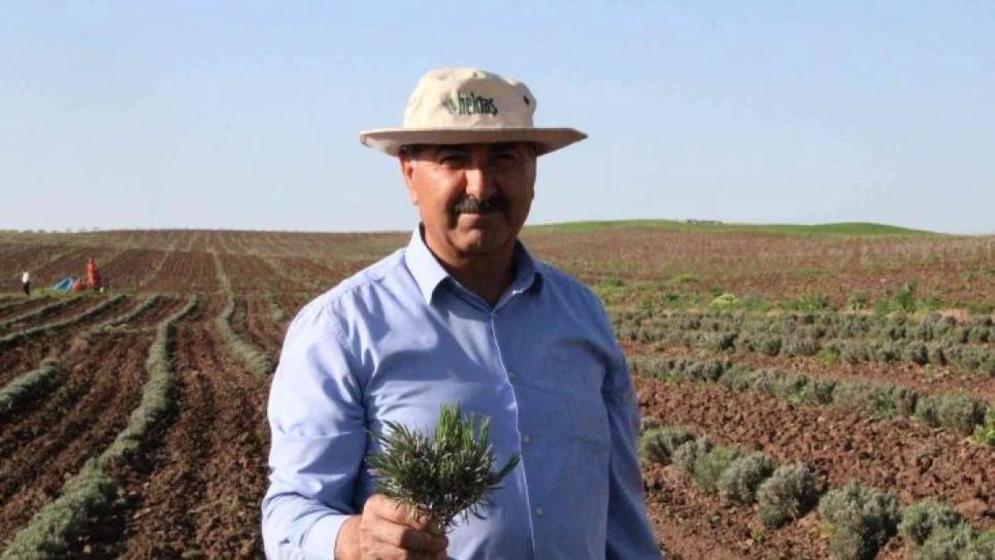 Bu ürün dünyada da ilgi görüyor, Siirt'te yetiştirilmeye başlandı