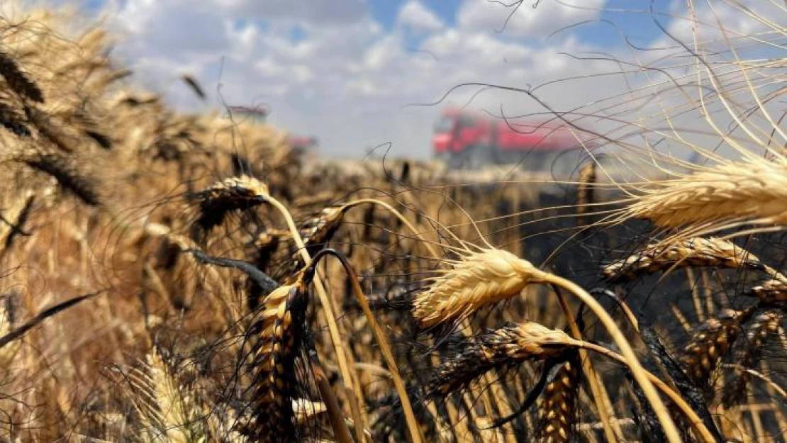 Buğday tarlasının yanmasını mahalleli engelledi