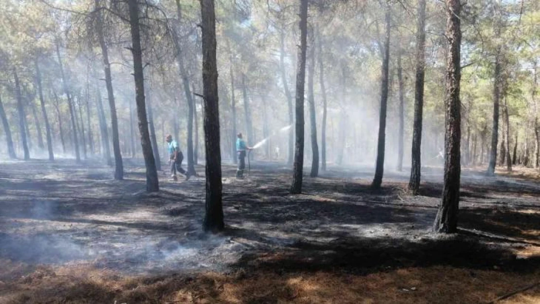 Burç ormanlarında çıkan yangın söndürüldü