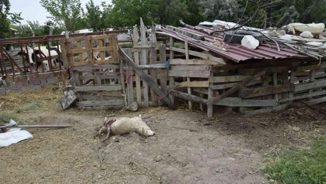 Burdur'da sokak köpekleri koyunlara saldırdı, vatandaş isyan etti