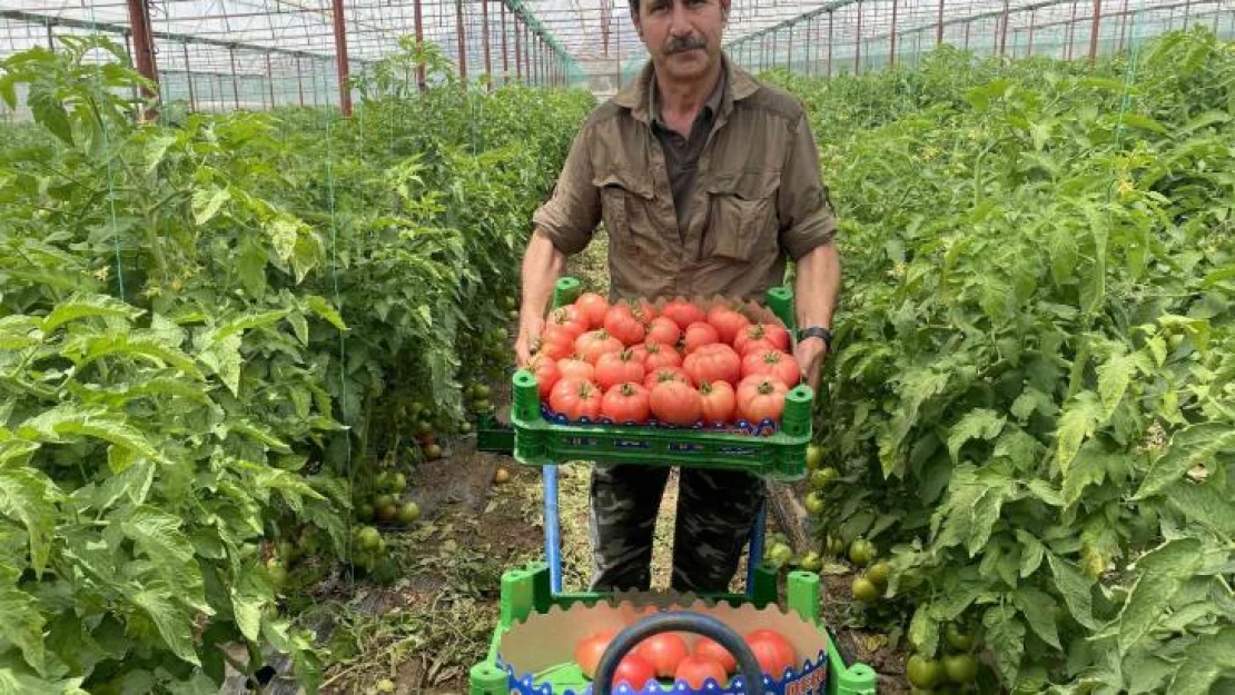 Burdur yaylalarında domates hasadı başladı