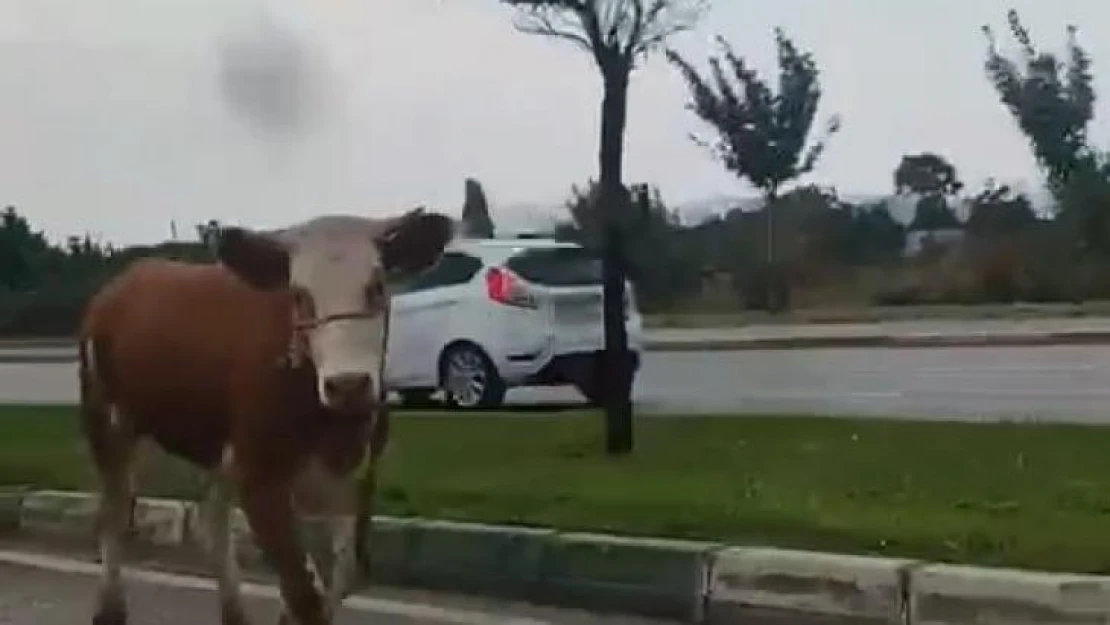 Bursa'da kaçan kurbanlıklar trafiği birbirine kattı