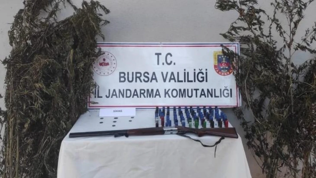 Bursa'da kenevir tarlasına jandarma baskını