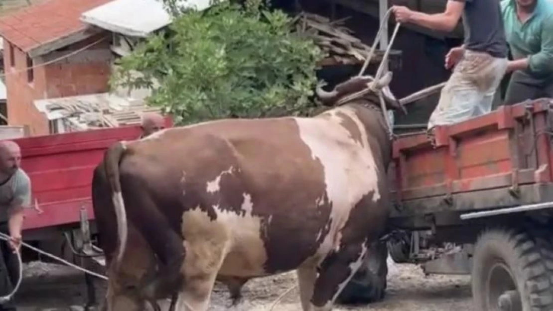 Bursa'da öfkeli boğayı zor zapt ettiler