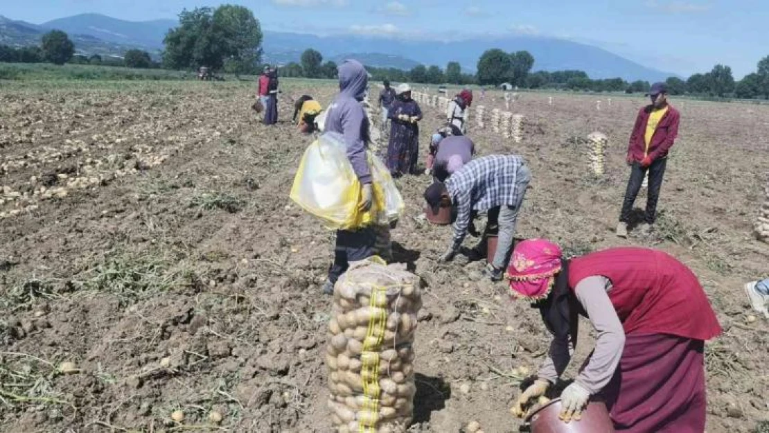 Bursa'da patates hasadı başladı... Tarlada kilogramı 7.5 lira