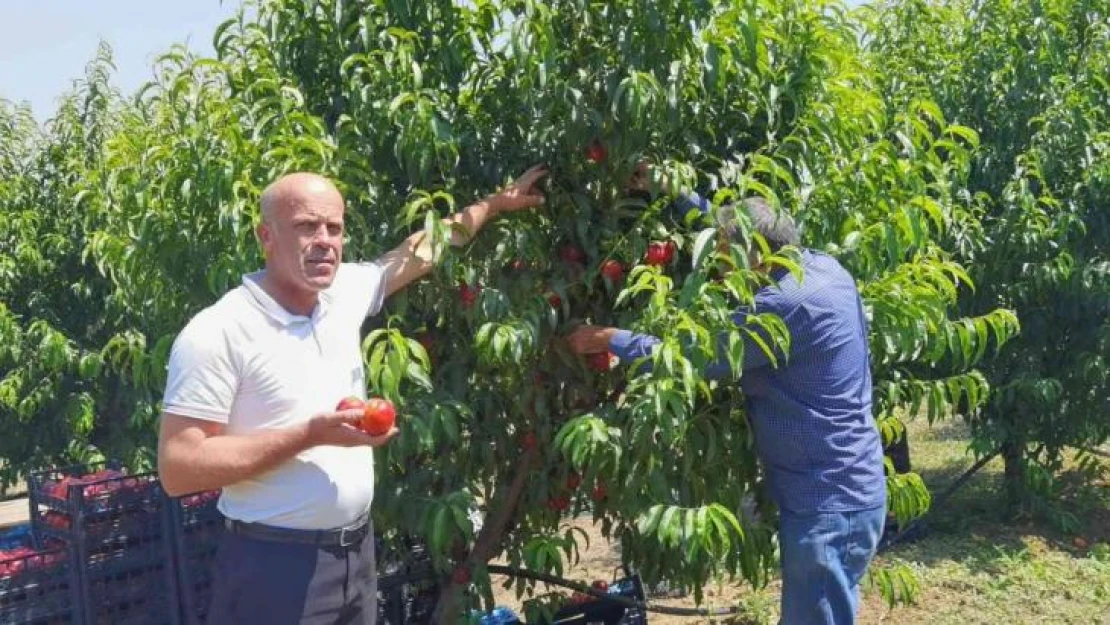 Bursa'da şeftali hasadı başladı: 40 bin ton rekolte bekleniyor