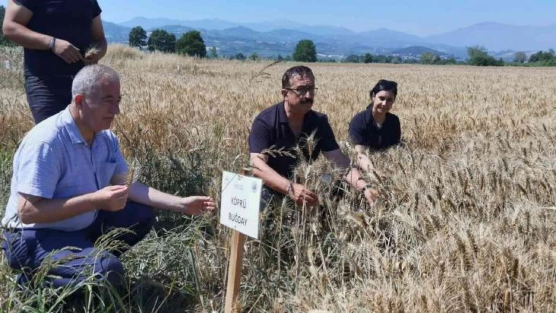 Bursa'da tarlaya 14 çeşit hububat ekildi sonuç başarılı