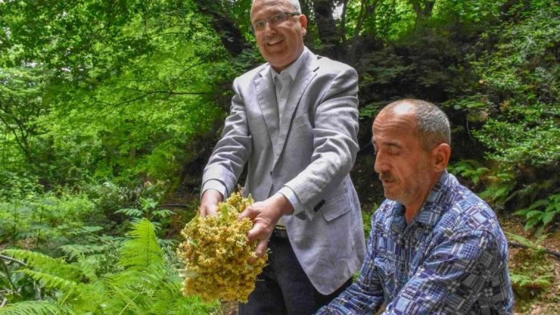 Bursa'nın dünyaca ünlü ıhlamur ormanlarında hasat başladı