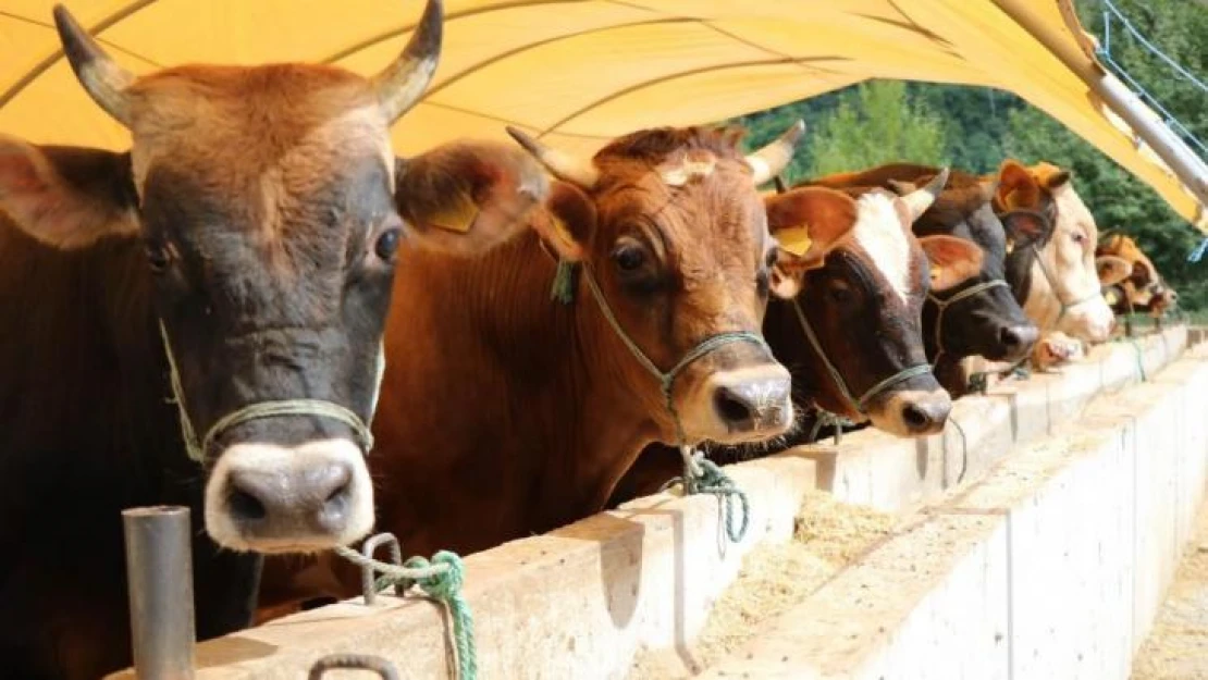 Büyükbaş ve küçükbaş kurbanlık fiyatları belli oldu