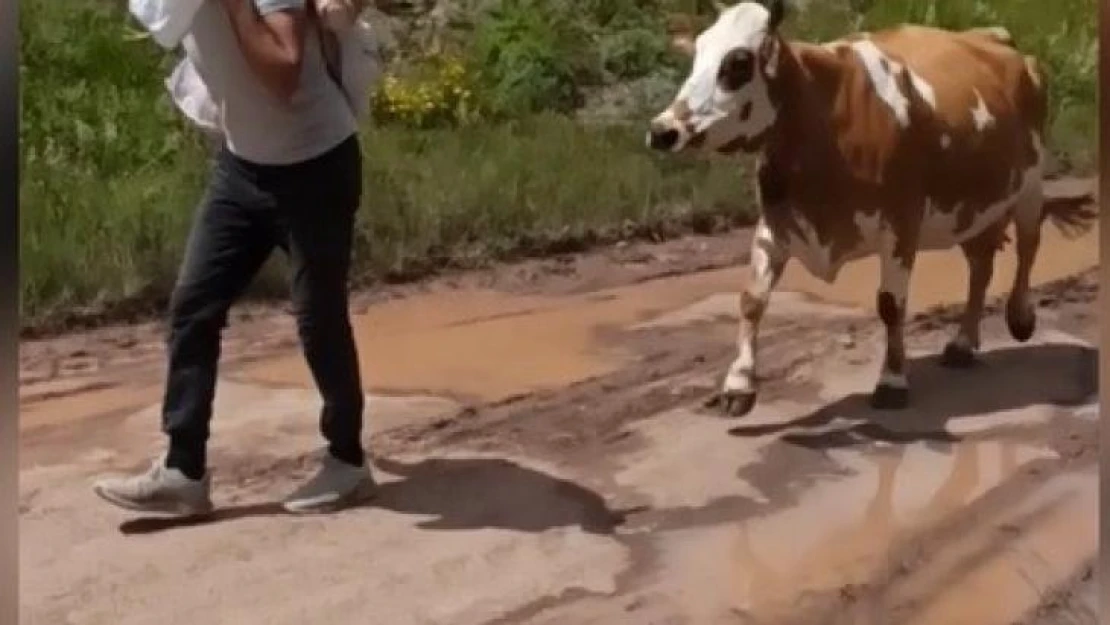 Buzağıyı sırtında taşıdığı anlar izleyenleri duygulandırdı