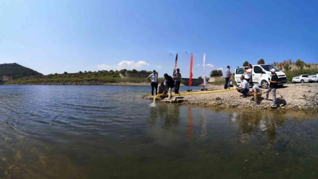 Çanakkale'de baraj ve göletlere 1 buçuk milyon sazan balığı yavrusu bırakıldı