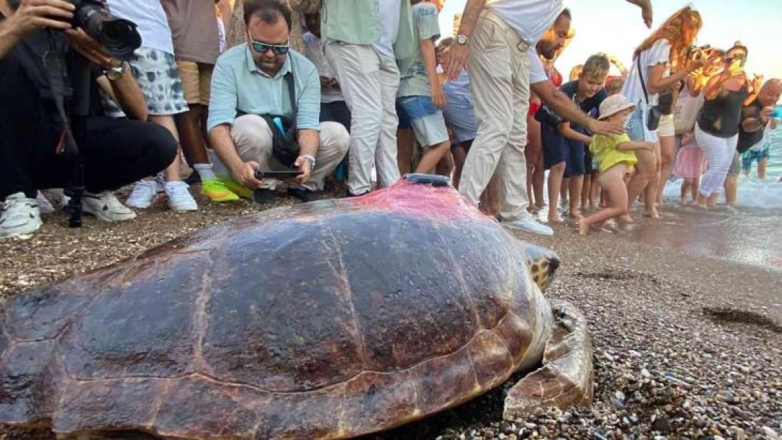 Caretta caretta 'Lara Barış'ın 600 kilometrelik yolculuğunu 29 bin kişi görüntüledi