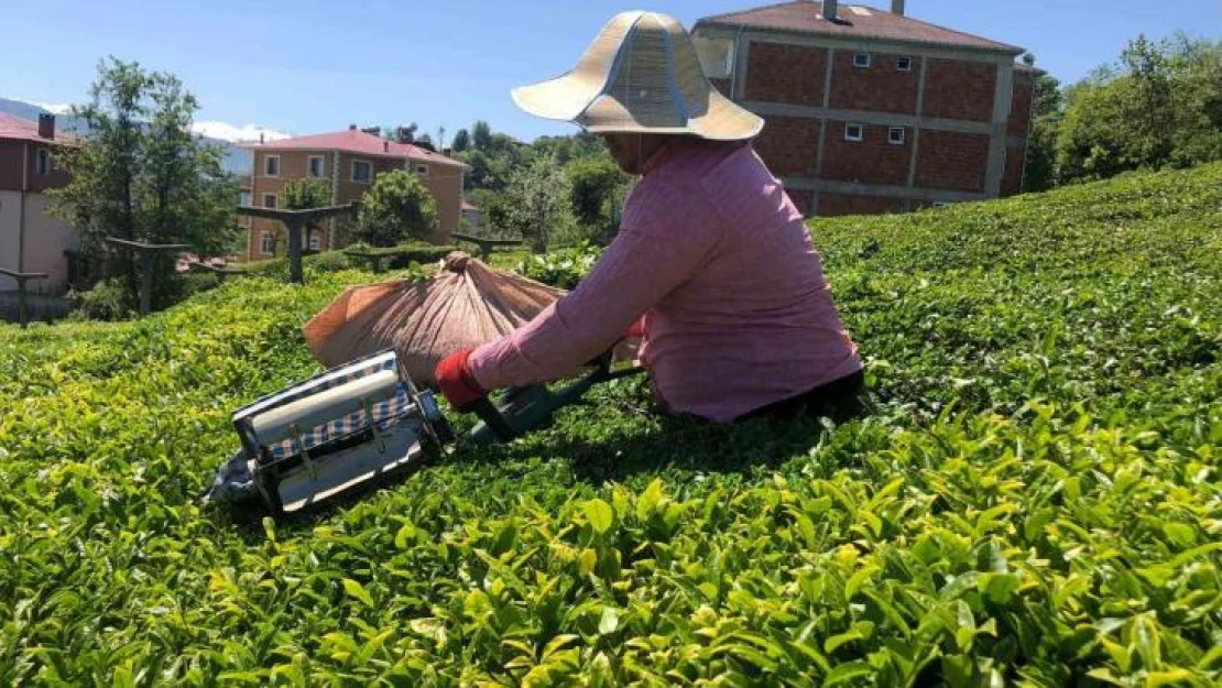 ÇAYKUR 1 haftada üreticiden 20 bin ton çay aldı