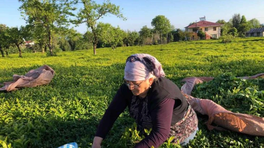 ÇAYKUR ilk üç günde bin 500 ton yaş çay alımı yaptı