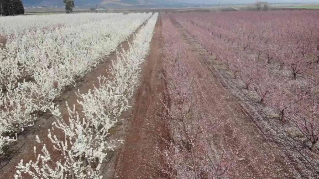 Çiçek açan meyve bahçeleri Amik Ovası'nı renklendirdi