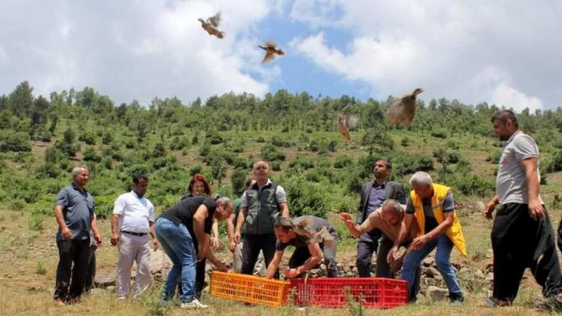 Çiftçilerin korkulu rüyasıydı, biyolojik mücadele için keklik bırakıldı