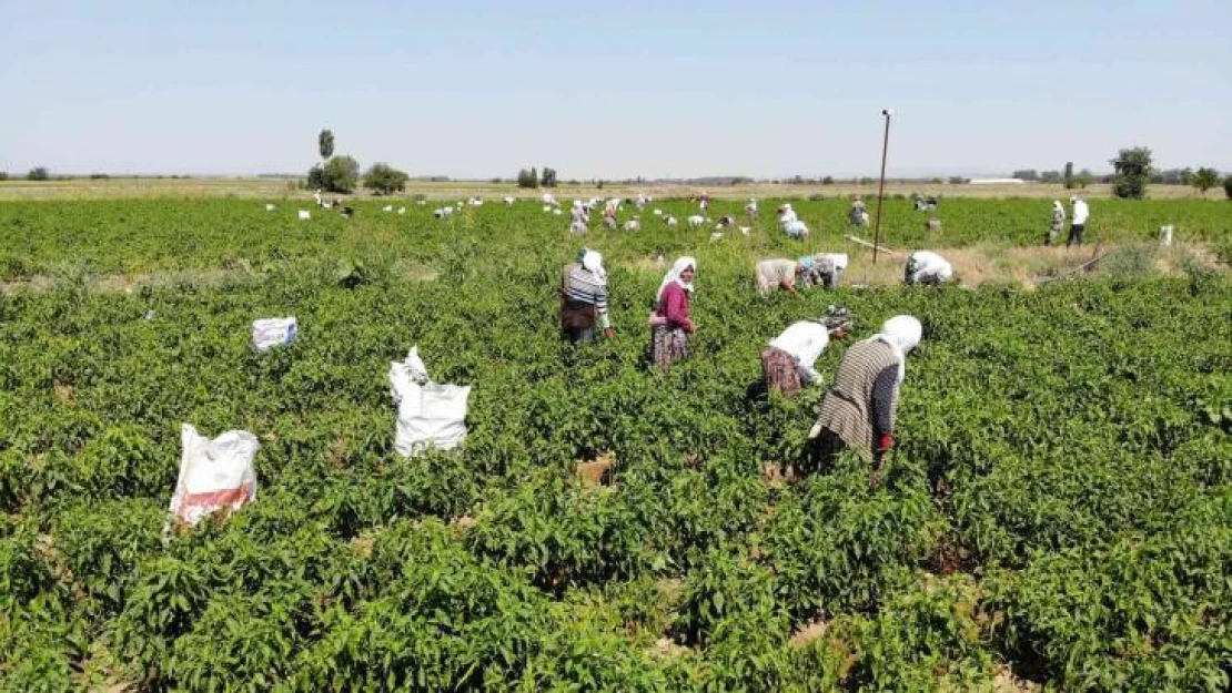 Ciğerin can yoldaşı Karaağaç biberinin hasadı başladı