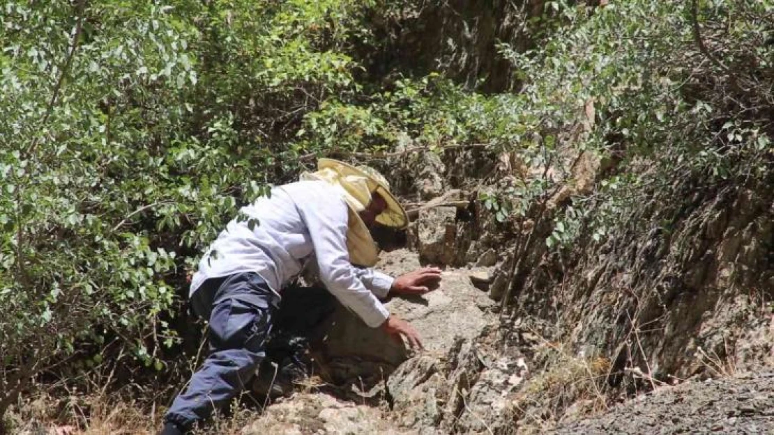 Cilo Dağı eteklerinde bulduğu kaya balını Norveç'e kadar gönderiyor