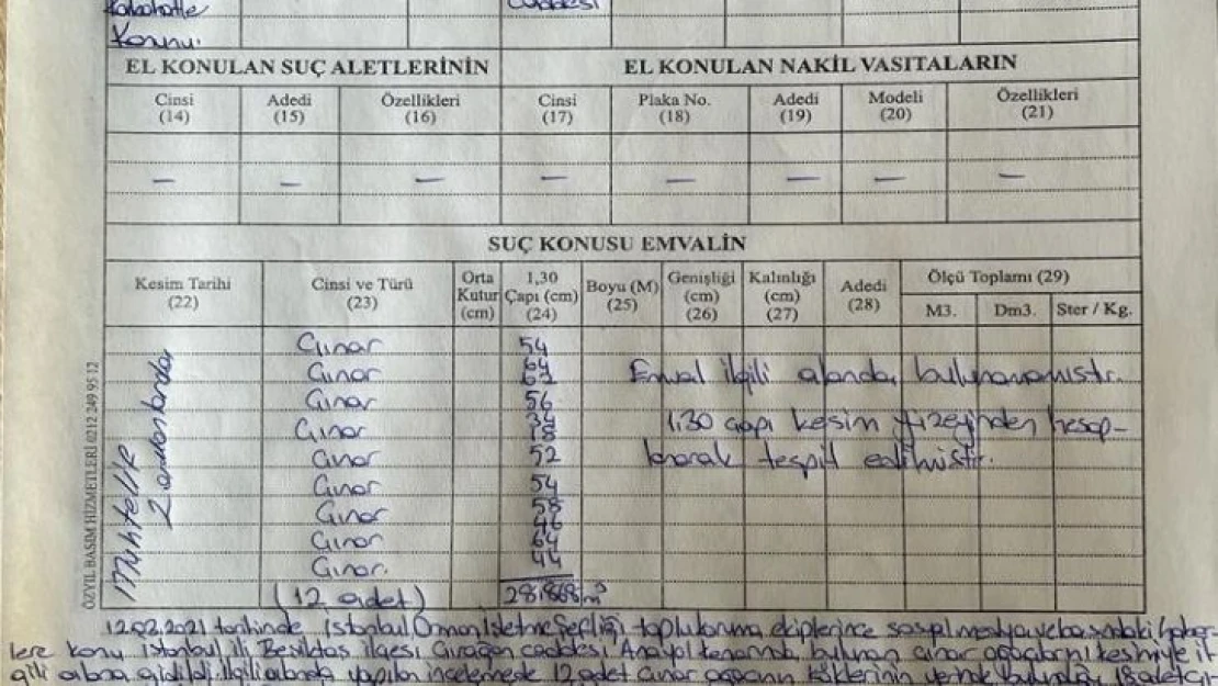 Çırağan Caddesi'nde kesilen 112 çınar ağacı için İBB'ye para cezası