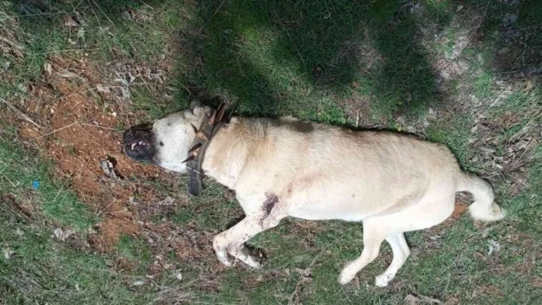 Çoban köpeğini tabancayla vurdular