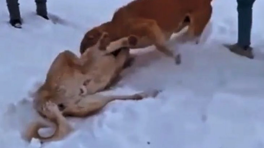 Çoban köpeklerinin döğüştürme görüntülerini sosyal medyada paylaşınca yakayı ele verdi