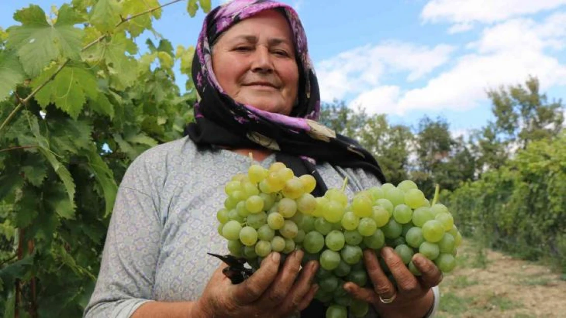 Coğrafi işaretle tescillenmesi beklenen Çavuş Üzümünün hasadı başladı