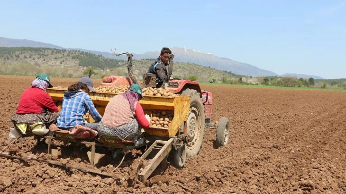 Coğrafi işaretli Bolu patatesi toprakla buluştu