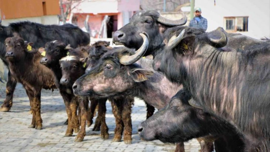 Erdoğan yoğurdunu tavsiye etmişti, Amasya Valiliği 35 manda dağıttı