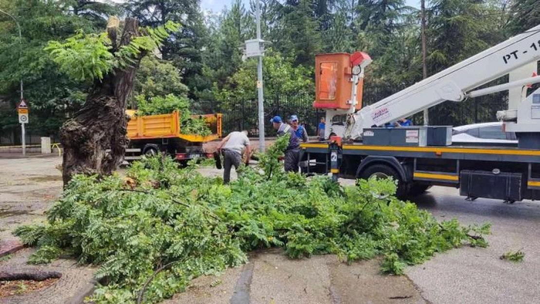 Çürük ağaç kırılarak, seyir halindeki otomobilin üzerine düştü